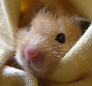 hammy_the_hamster_by_paullywog.jpg